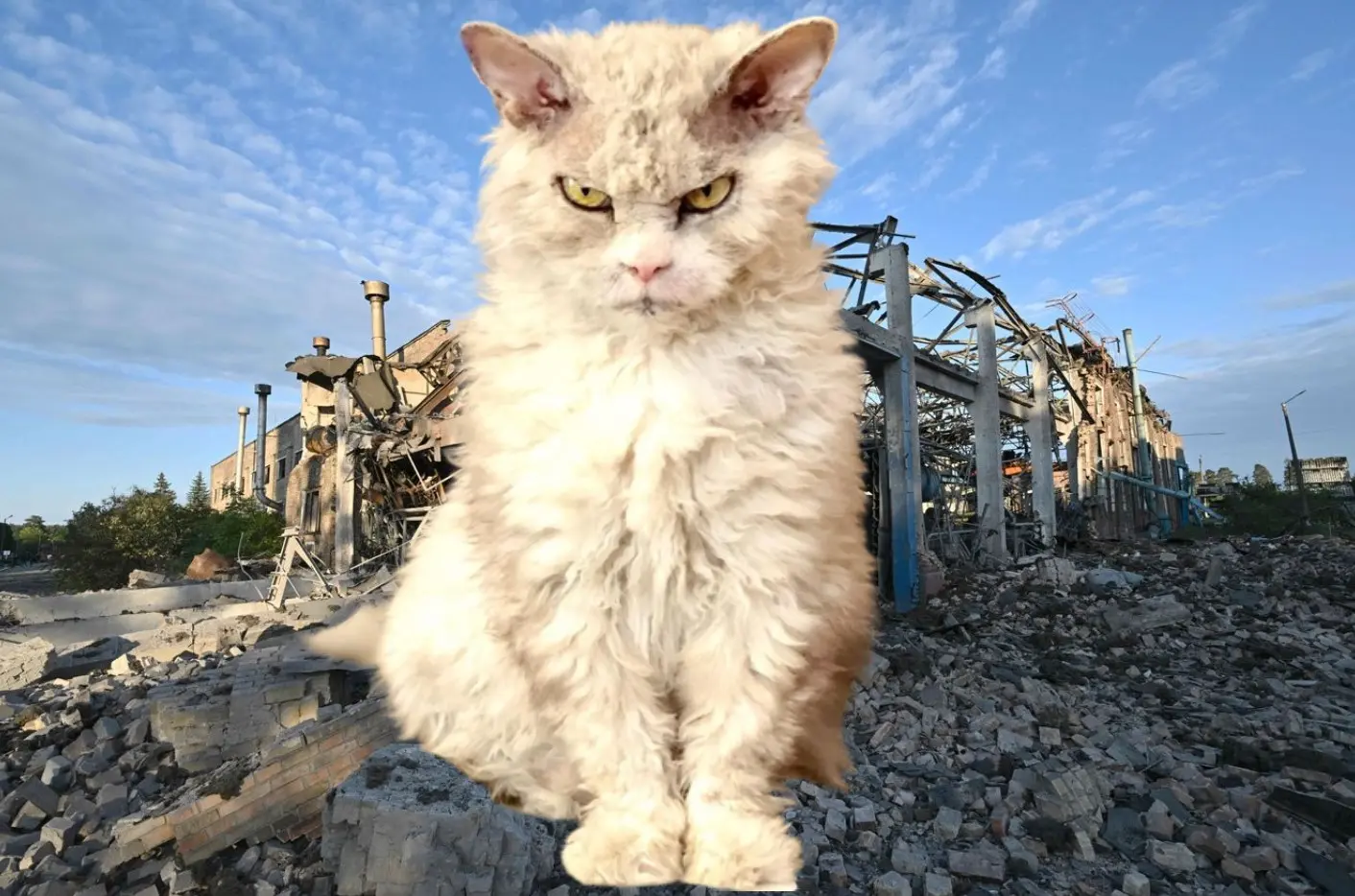 Szele Tamás: A Harci Macska panasza thumbnail